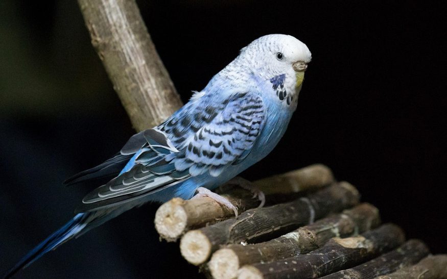 Jací papoušci jsou nejlepší na ochočení_Andulka_foto2-1